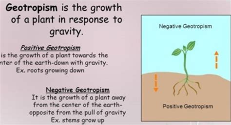 Two examples of hydrotropism geotropism phototropism and thigmotropism ...