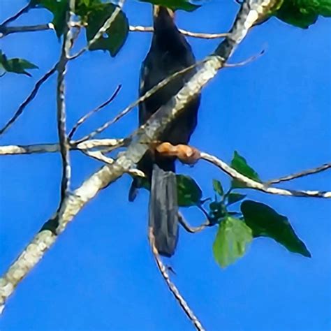 PROBOSCIS LODGE BUKIT MELAPI (Sandakan, Sabah) - 2025 Lodge Reviews ...