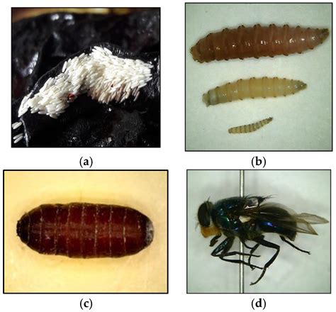A Summary of Concepts, Procedures and Techniques Used by Forensic Entomologists and Proxies