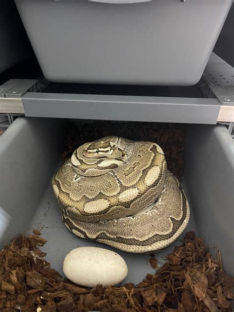 Image result for Ball Python Clutch