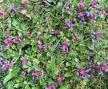 Image result for Bunny's with Purple Flowers