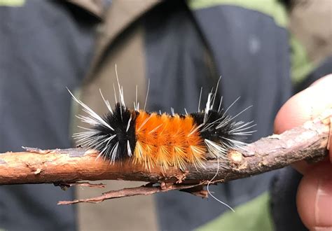 🔥THE WOOLY BEAR CATERPILLAR🔥 : r/NatureIsFuckingLit