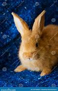 Image result for Cute Rabbit Background Computer