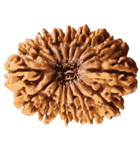 13 Mukhi Rudraksha Certified Nepali | Kalyanastrogems