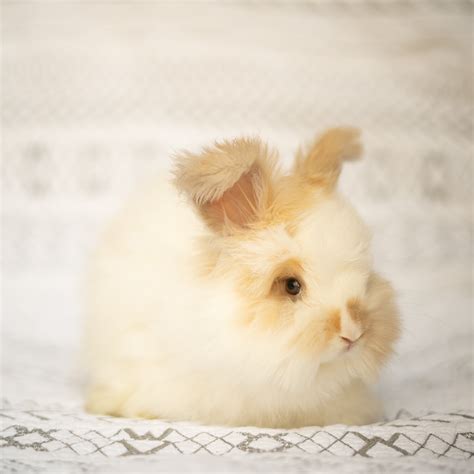 Buy Angora Rabbits — WING & WOOL