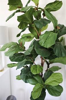 Real Looking Faux Trees by The Best Faux Plants For The Home Where To Buy Them Real Looking Faux Trees