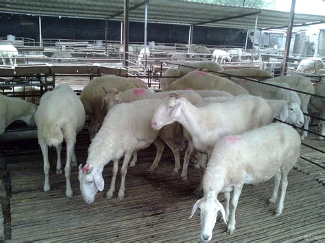 广西目前养羊业的品种主要以什么品种为主？ - 惠农网