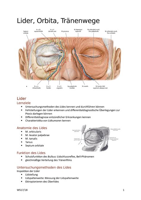 Lider - orbicularis M. levator palpebrae M. tarsalis Tarsus Septum orbitale Funktion des - Studocu