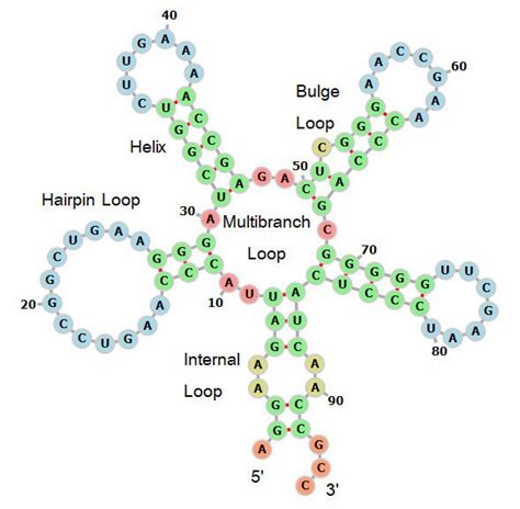 RNA Structure Drawing 的图像结果