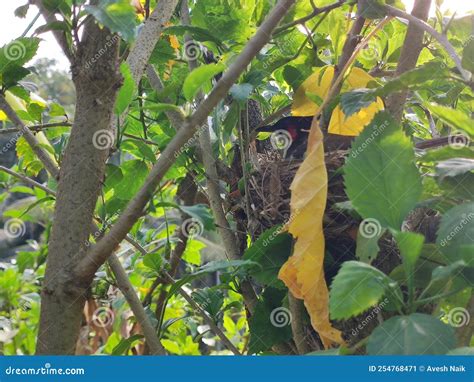 Bulbul in the nest stock image. Image of sitting, wildlife - 254768471