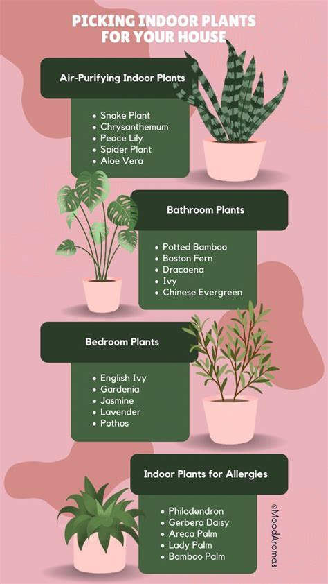 indoor plants for cats australia