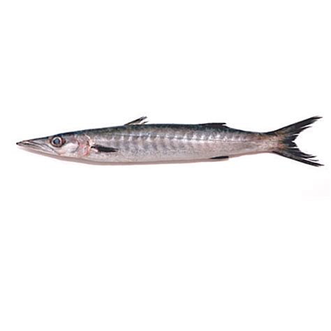 Buy Fish Chain Ocean Fresh Fish - Barracuda Online at Best Price of Rs ...