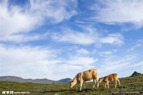 草原牛 的图像结果
