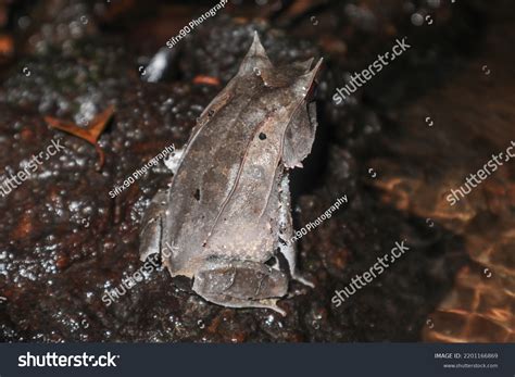 Pelobatrachus Nasuta Longnosed Horned Frog Malayan Stock Photo ...