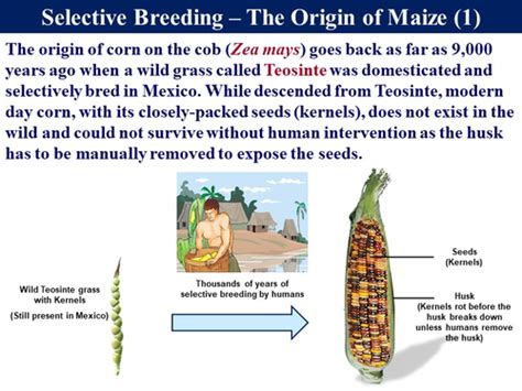 Selective Breeding Ancient Biotechnology Examples 的图像结果