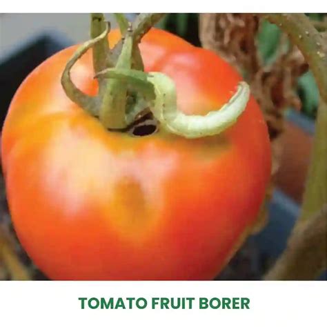 Tomato Fruit Borer Chemical Control! Buy & Get Free Delivery