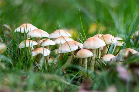 Lawn And Mushrooms