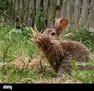 Image result for Rabbit Nesting Materials