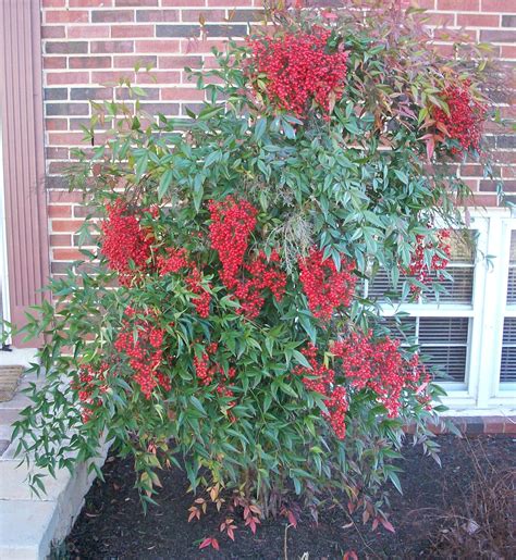 26 Beautiful Shrubs and Bushes with Red Berries