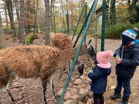 Wildpark Pforzheim - 2019 What to Know Before You Go (with Photos ...
