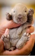 Image result for 3 Week Old Bunnies