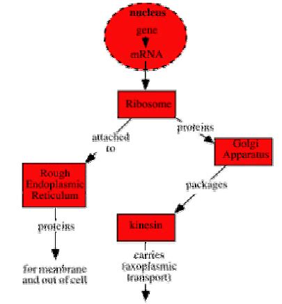 The Neuron - Zoology Optional Notes for UPSC PDF Download