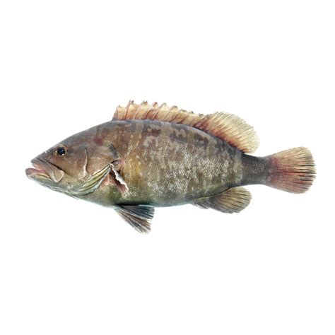 Rock cod(within 5kg/piece) – Sea to C Seafood