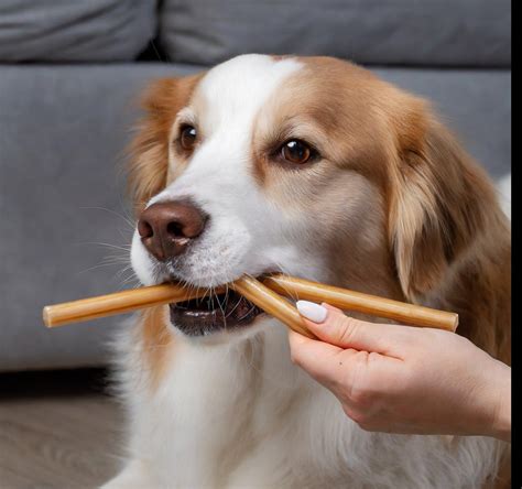 6-INCH BEEF COLLAGEN STICKS – The Safe Dog Chew Company