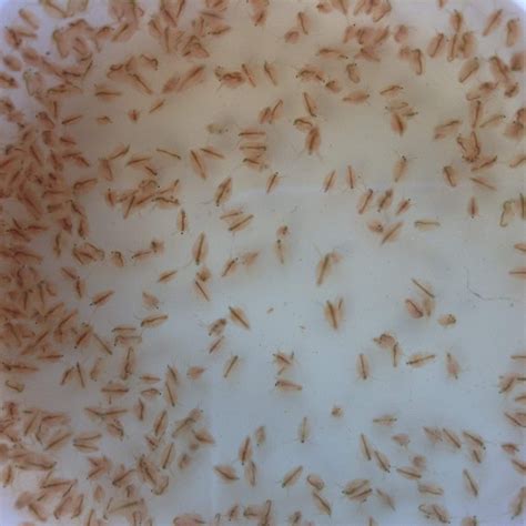Water Fleas
