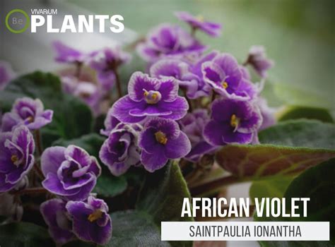 Saintpaulia Ionantha "African Violet" Plant Care Guide