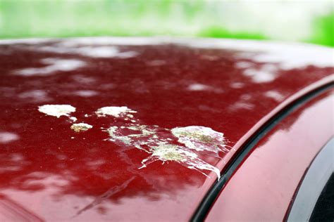 Bird Poop On Paint , Bird Poop On Car Paint - HTIISR