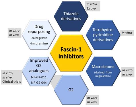Fascin-1 in Cancer Cell Metastasis: Old Target-New Insights