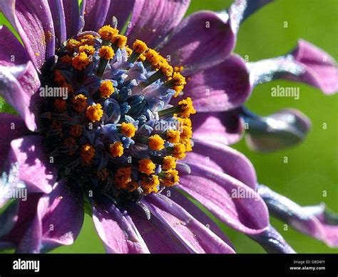 This image focuses on flowers covered with pollen. The vibrant yellow ...