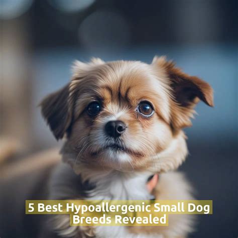 5 Best Hypoallergenic Small Dog Breeds Revealed - Pet Health Advisor