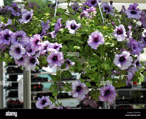Summer Plants And Flowers