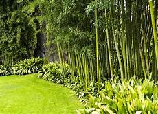 Privacy Plants by Backyard Privacy 10 Best Plants To Grow Bob Vila Privacy Plants