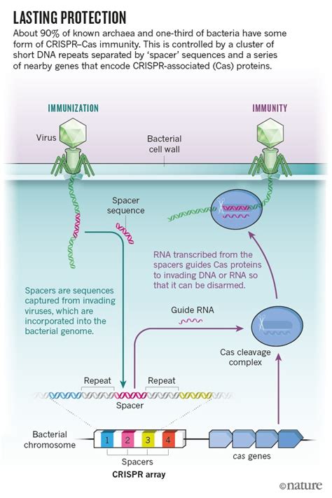 CRISPR Kit for Humans 的图像结果