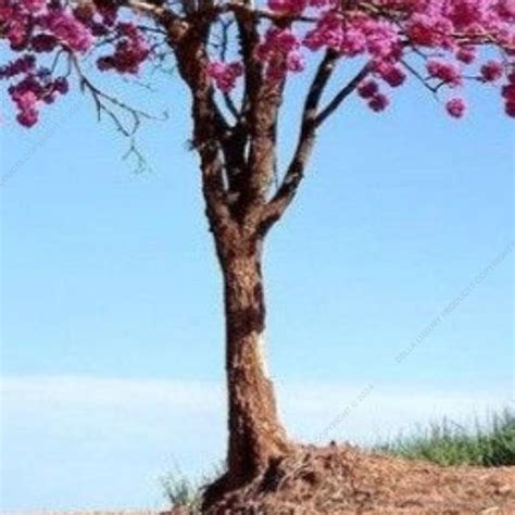 Tabebuia Rosea Trees