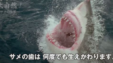 サメ 歯の生え変わり に対する画像結果