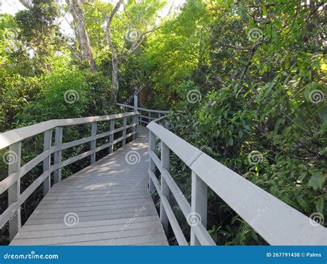 Fern Forest Nature Center stock photo. Image of park - 267791438