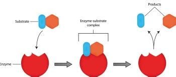 Image result for How to Perform Enzyme-Substrate Method Using Quanti Trays