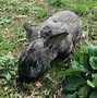 Image result for Wild Baby Bunnies a Few Days Old