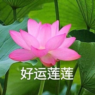 荷花头像带四个字昵称,荷花头像带四个字 - 伤感说说吧