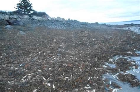 Dead Fish and Seafood Wash Ashore in Nova Scotia, Canada, Worrying ...