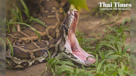 Image result for Python Swallows You