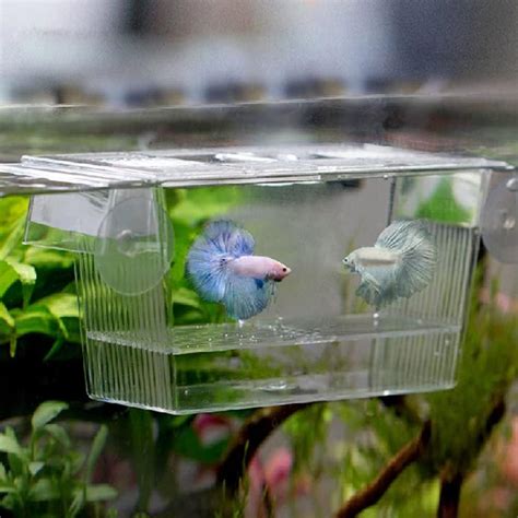 VAYINATO Betta Fish Tank Home Aquarium, 20Cm X 15Cm X 9Cm - Small Mini ...