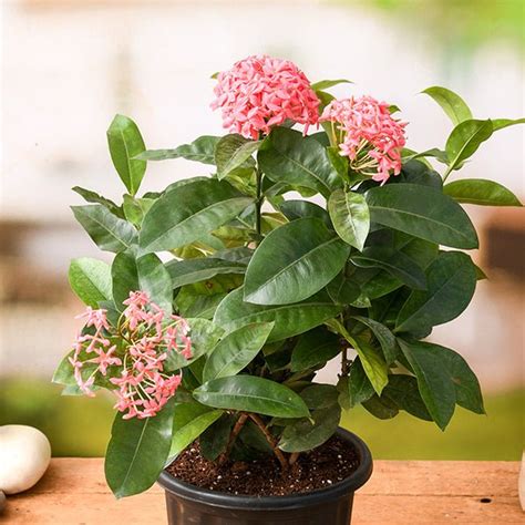 Buy Ixora Long, Singapuri Ixora (Pink) - Plant online from Nurserylive ...