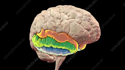 Rezultat imagine pentru Gyri