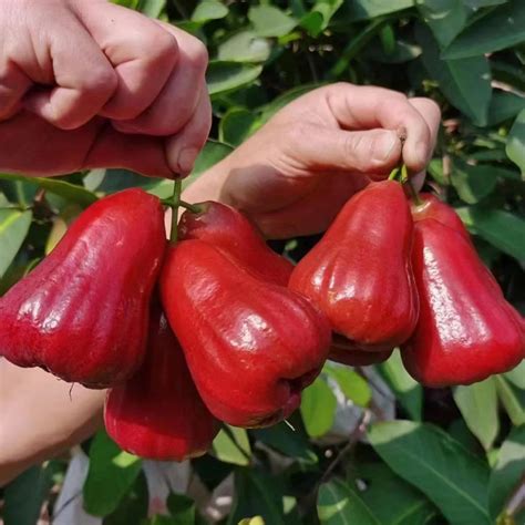 Thai Red Chamba Live Plants (Syzygium samarangense) – veliyathgardens