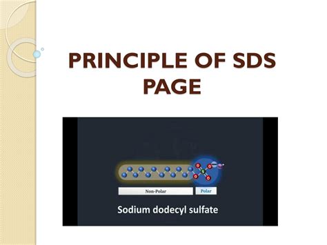SOLUTION: Principle of sds page sodium dodecyl sulphate - Studypool